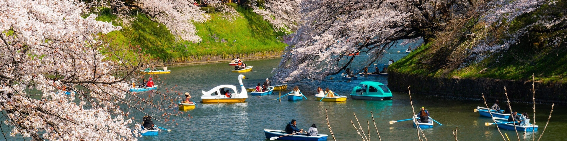 Um rio com barcos e flores de cerejeira.