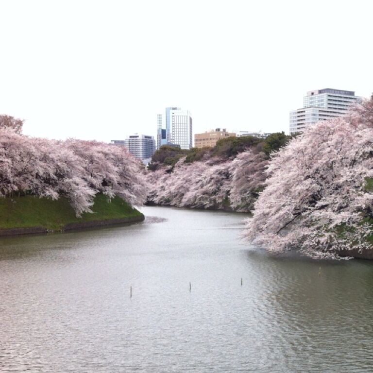 お花見に行ってきました。少し寒かったけど、とっても綺麗でした。