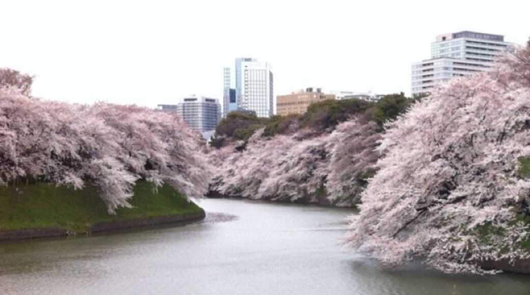 お花見に行ってきました。少し寒かったけど、とっても綺麗でした。
