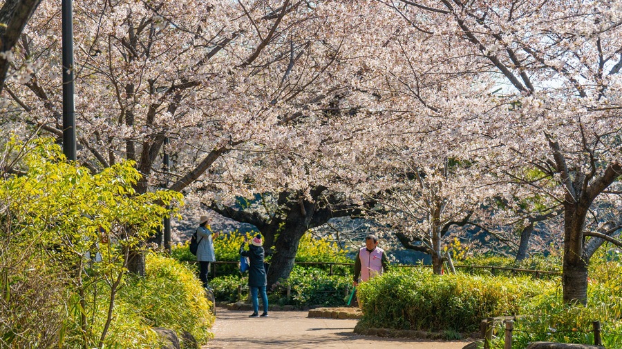 A cherry blossom tree-lined pathway with people walking.