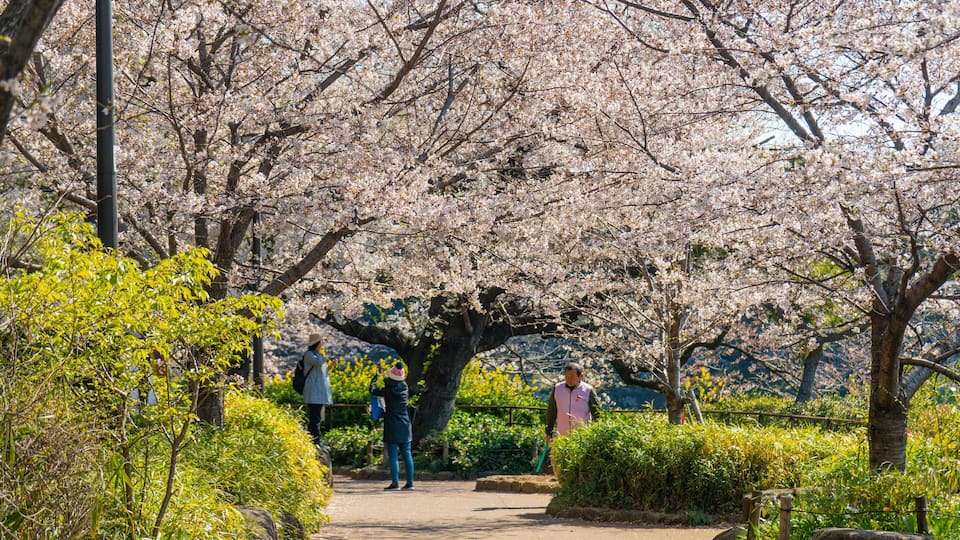 Chiyoda featuring a garden and wildflowers