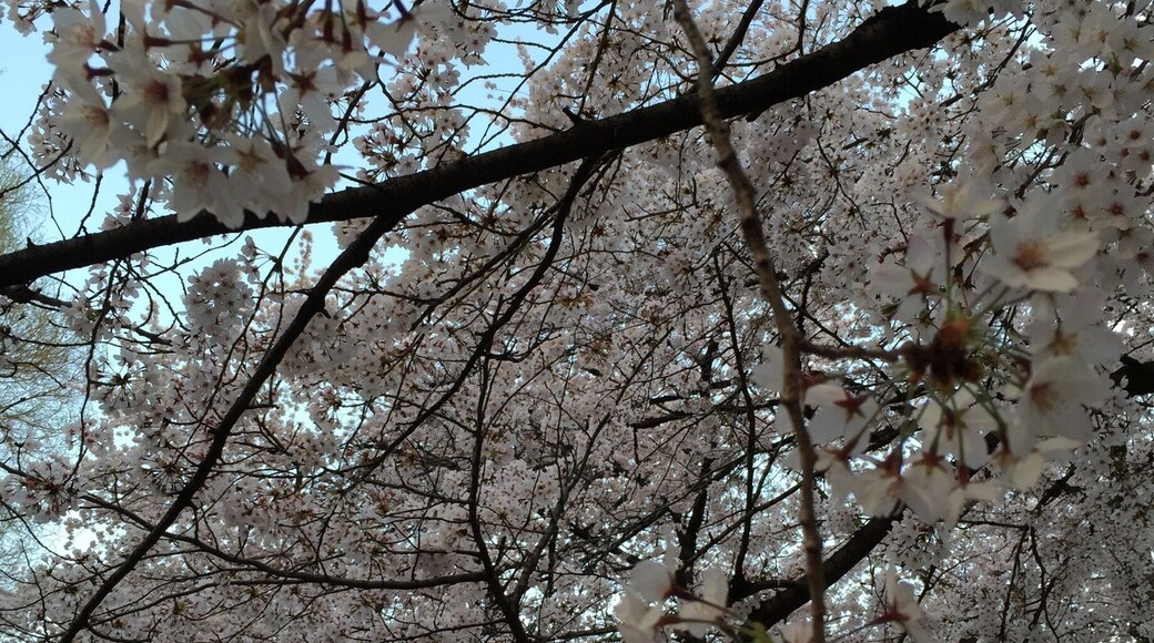 SAKURA - cherry blossom