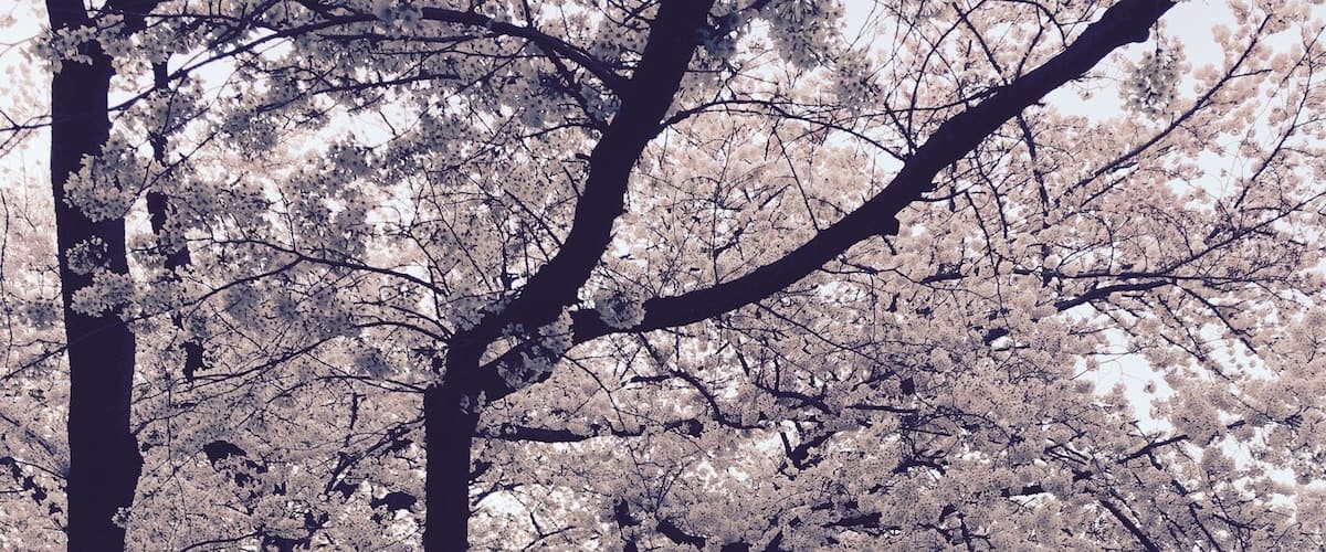 SAKURA - cherry blossom