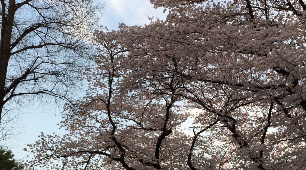 SAKURA - cherry blossom