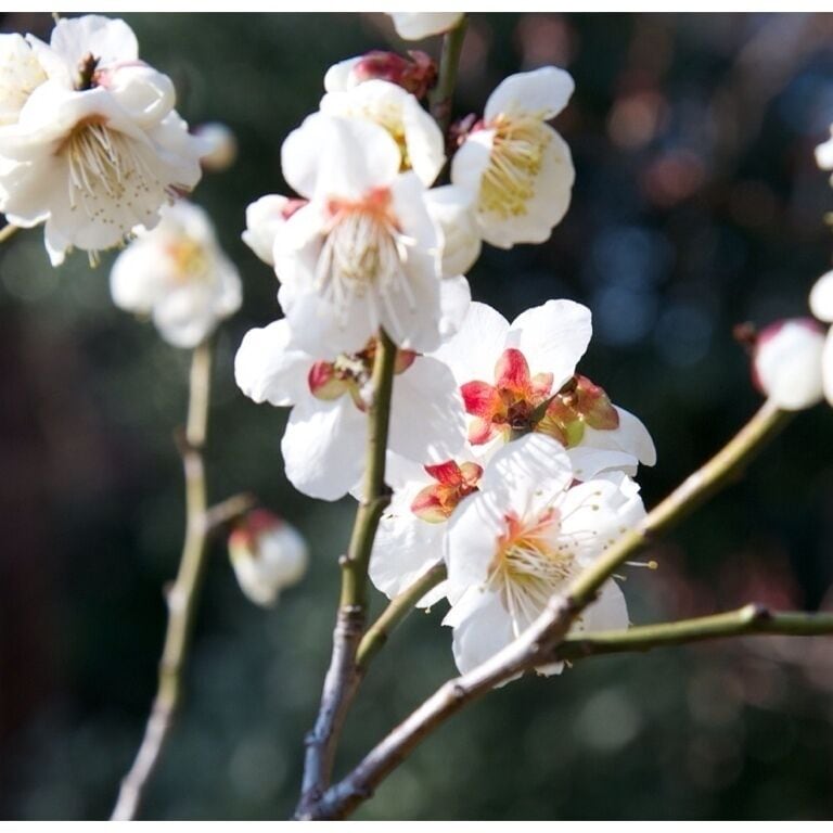 Korakuen- a Japanese traditional garden has various flowers and trees. In very early spring you can enjoy plum blossom and fruity smell from it.  