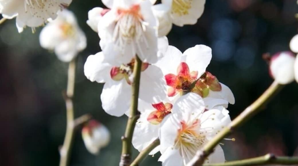 Korakuen- a Japanese traditional garden has various flowers and trees. In very early spring you can enjoy plum blossom and fruity smell from it.