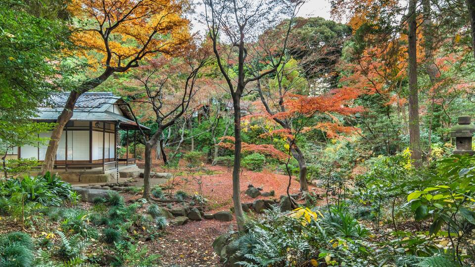 Ein traditioneller japanischer Garten mit einem hölzernen Pavillon, üppigem Grün und Bäumen in Herbstfarben.