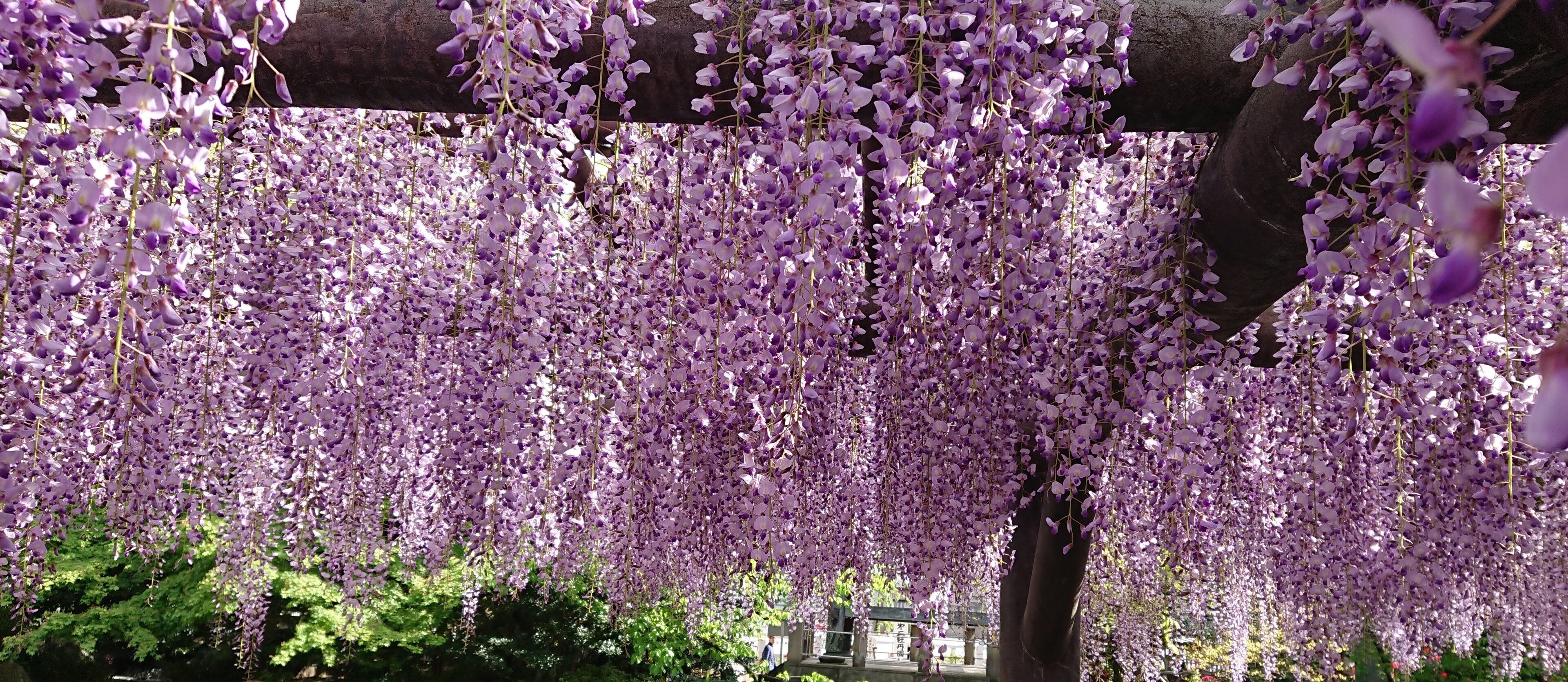 It is Sojiji in Tokyo. It is commonly called Nishiarai Daishi.