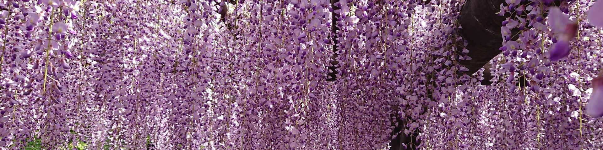 It is Sojiji in Tokyo. It is commonly called Nishiarai Daishi.