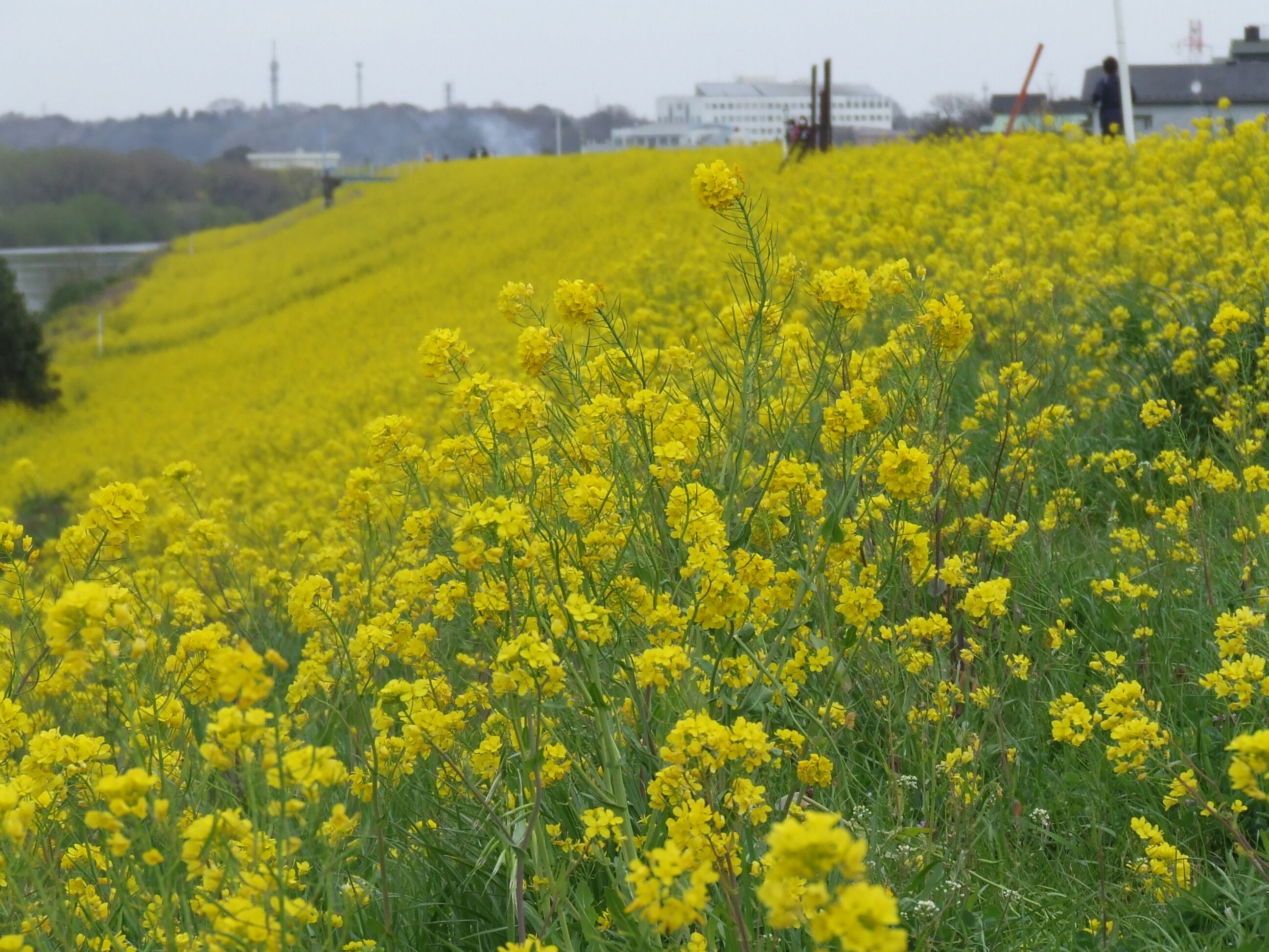 江戸川の菜の花