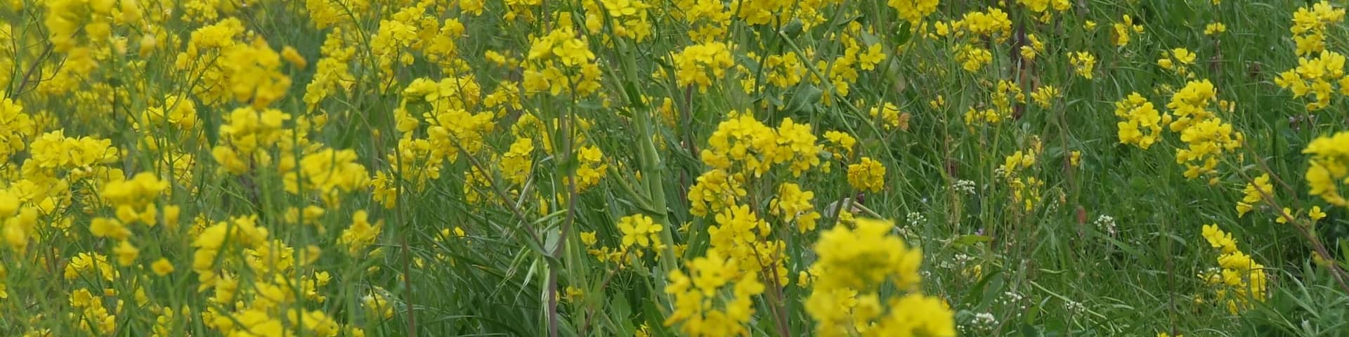 江戸川の菜の花