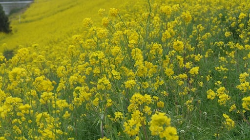 江戸川の菜の花