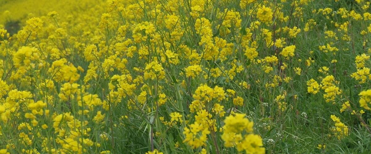 江戸川の菜の花