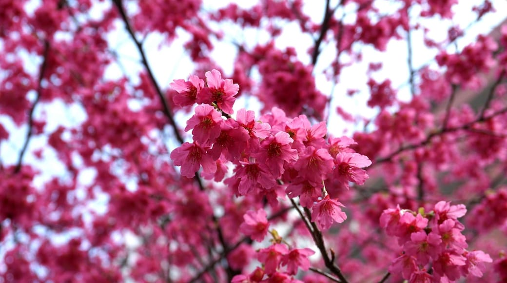 The gorgeous bright pink cherry blossoms that bloom right at the entrance of Kuramae Shrine.
They are a cherry blossom that blooms early, a few weeks ahead of the more common Somei-yoshino cherry blossoms. One of the great things about this season is that you can enjoy different types of cherry blossoms at different times of the season. So if you think you're too early/late for the Somei-yoshino blooms, walk around the city and you will find at least a few cherry trees in full bloom!
Closest Station: Kuramae Station on the Toei Oedo Line.