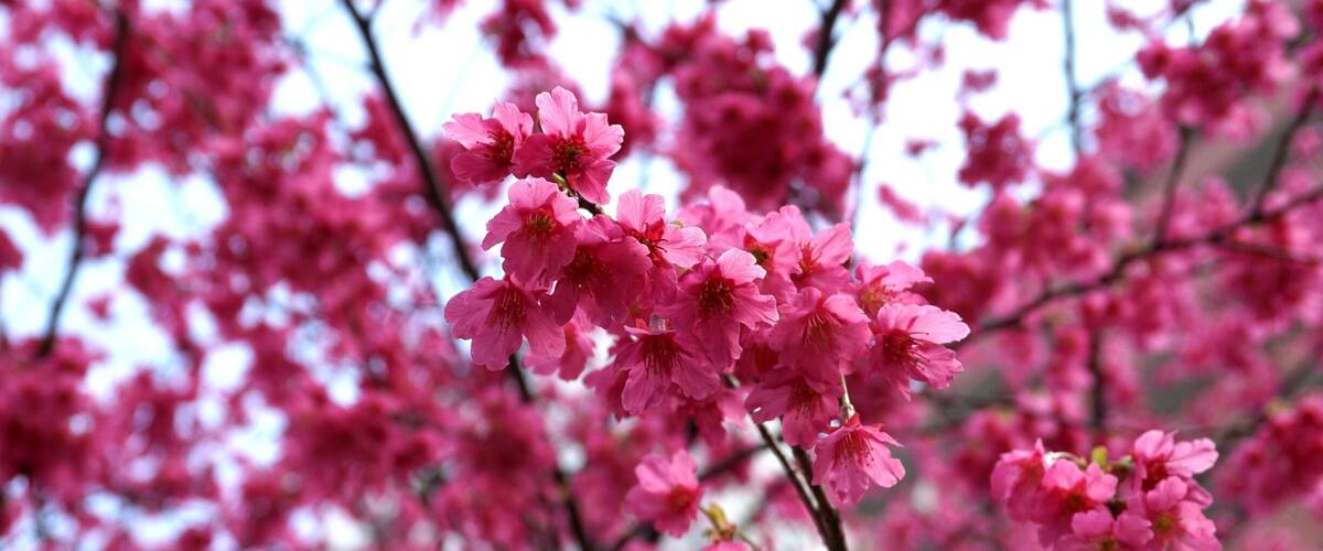 The gorgeous bright pink cherry blossoms that bloom right at the entrance of Kuramae Shrine. 
They are a cherry blossom that blooms early, a few weeks ahead of the more common Somei-yoshino cherry blossoms. One of the great things about this season is that you can enjoy different types of cherry blossoms at different times of the season. So if you think you're too early/late for the Somei-yoshino blooms, walk around the city and you will find at least a few cherry trees in full bloom!
Closest Station: Kuramae Station on the Toei Oedo Line.