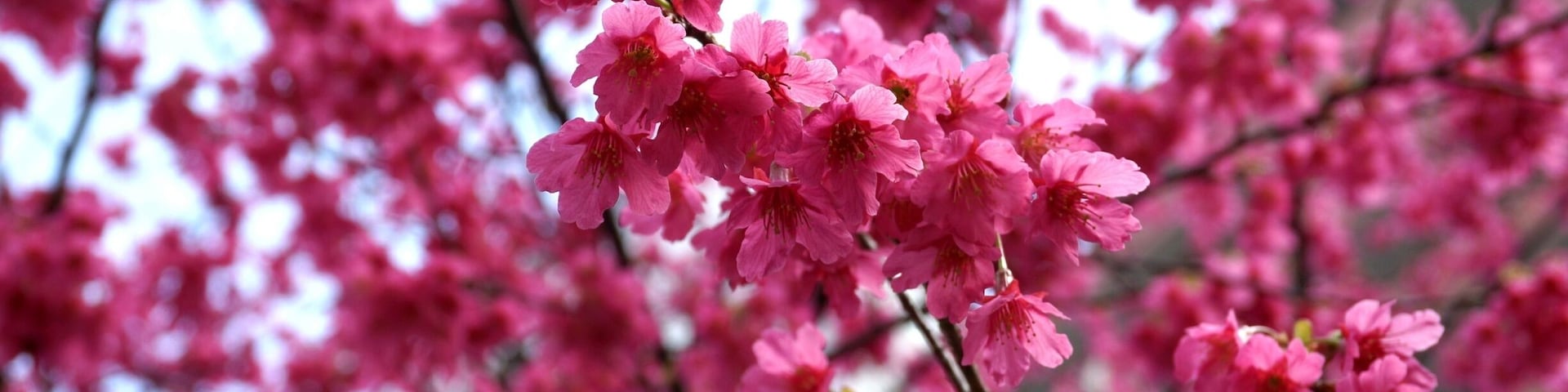 The gorgeous bright pink cherry blossoms that bloom right at the entrance of Kuramae Shrine. 
They are a cherry blossom that blooms early, a few weeks ahead of the more common Somei-yoshino cherry blossoms. One of the great things about this season is that you can enjoy different types of cherry blossoms at different times of the season. So if you think you're too early/late for the Somei-yoshino blooms, walk around the city and you will find at least a few cherry trees in full bloom!
Closest Station: Kuramae Station on the Toei Oedo Line.