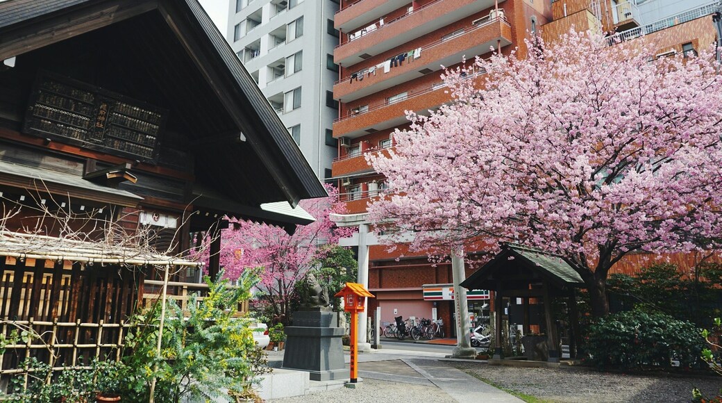 Kuramae Shrine is surrounded by high-rise apartments but still makes a statement, especially this time of year with the gorgeous sakura in full bloom.
The locals call these cherry blossoms "Kuramae Sakura," although I'm pretty sure they are a type of yama-zakura. I like that they are so fond of these blossoms that they named it :)
Location: Kuramae Station on the Toei Oedo Line. For a Tokyoite, it's just a short walk from Asakusa or Ueno.