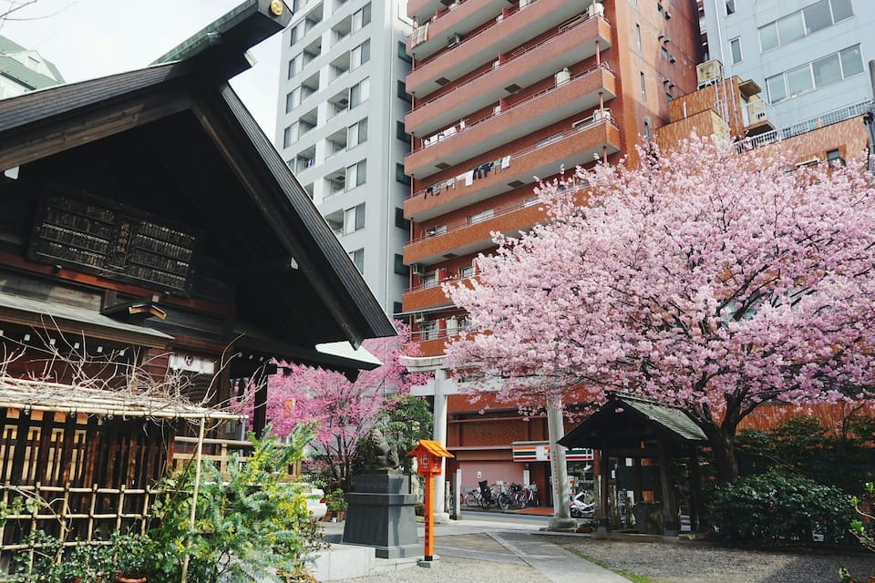 Ein traditionelles japanisches Gebäude mit Holzkonstruktion und einer Kirschblütenpflanze im Vordergrund.