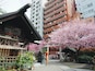 Kuramae Shrine is surrounded by high-rise apartments but still makes a statement, especially this time of year with the gorgeous sakura in full bloom.
The locals call these cherry blossoms "Kuramae Sakura," although I'm pretty sure they are a type of yama-zakura. I like that they are so fond of these blossoms that they named it :)
Location: Kuramae Station on the Toei Oedo Line. For a Tokyoite, it's just a short walk from Asakusa or Ueno.