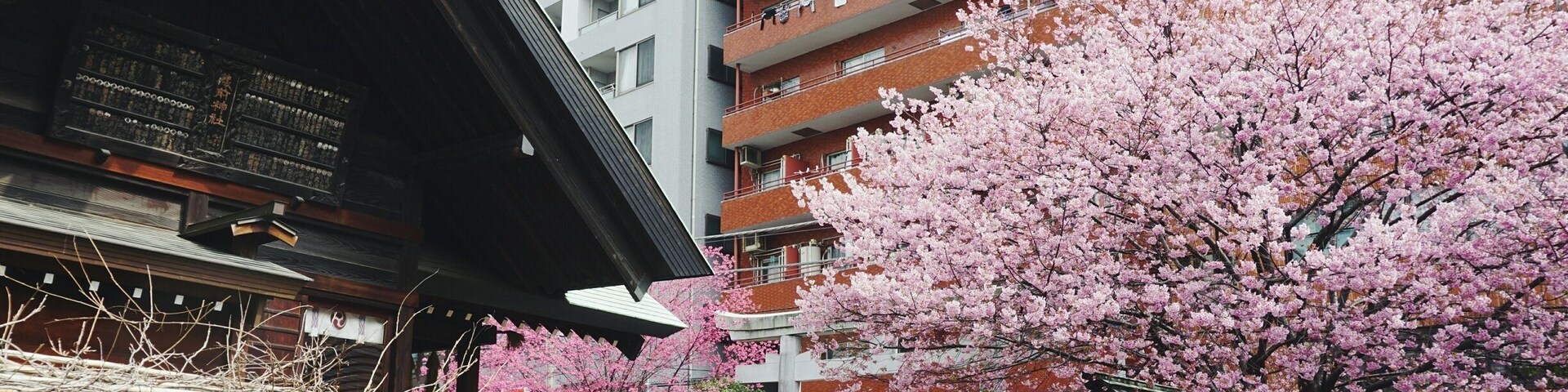 Kuramae Shrine is surrounded by high-rise apartments but still makes a statement, especially this time of year with the gorgeous sakura in full bloom.
The locals call these cherry blossoms "Kuramae Sakura," although I'm pretty sure they are a type of yama-zakura. I like that they are so fond of these blossoms that they named it :)
Location: Kuramae Station on the Toei Oedo Line. For a Tokyoite, it's just a short walk from Asakusa or Ueno.