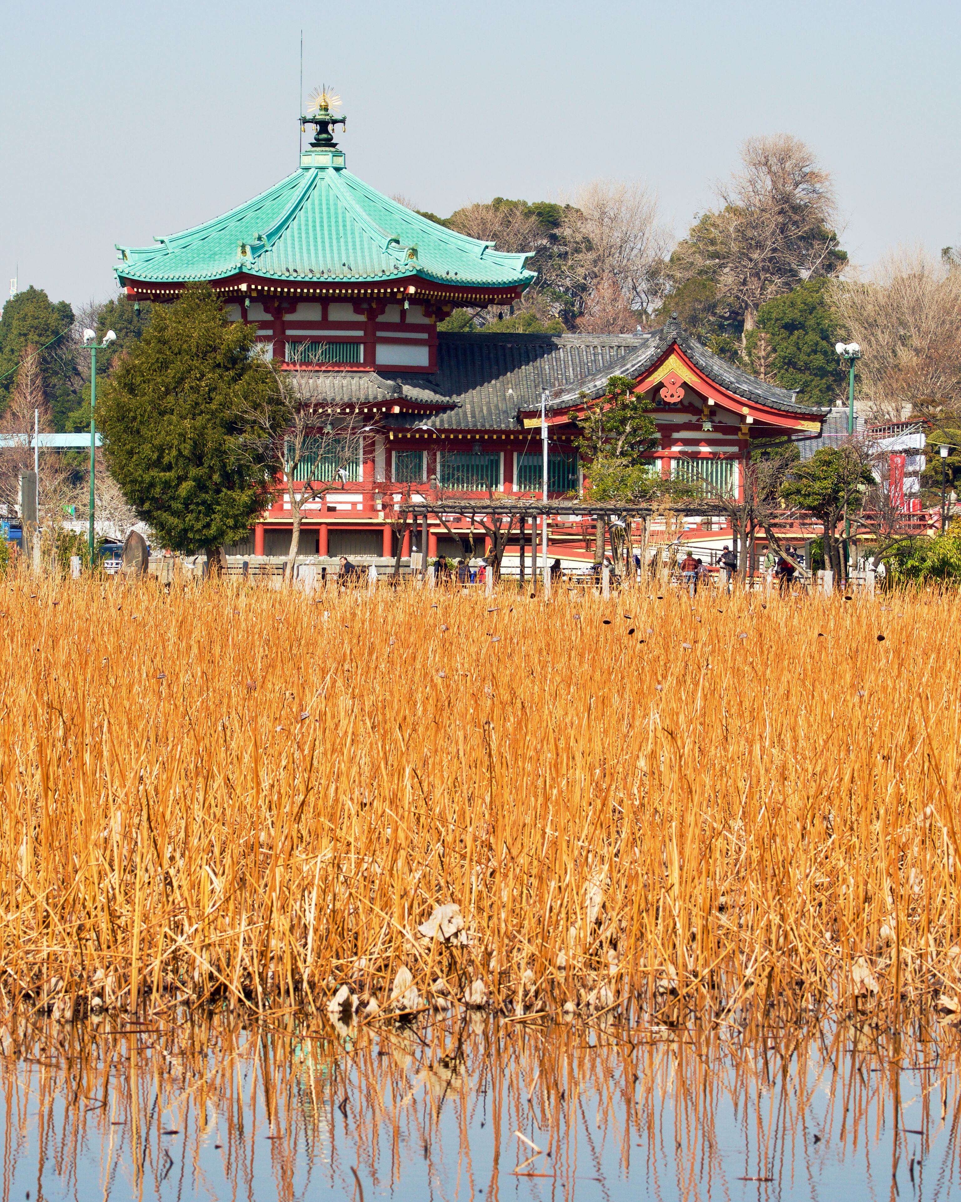 Shinobazunoike Bentendo Temple in Ueno Onshi Park, Tokyo, Japan.