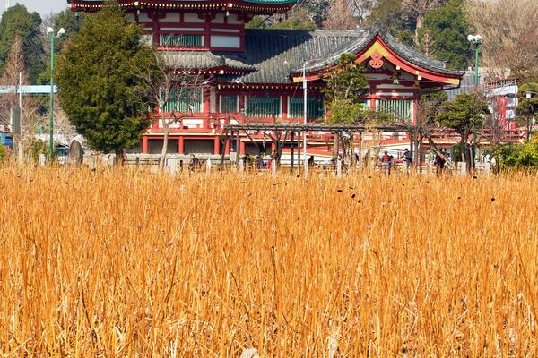 Shinobazunoike Bentendo Temple in Ueno Onshi Park, Tokyo, Japan.