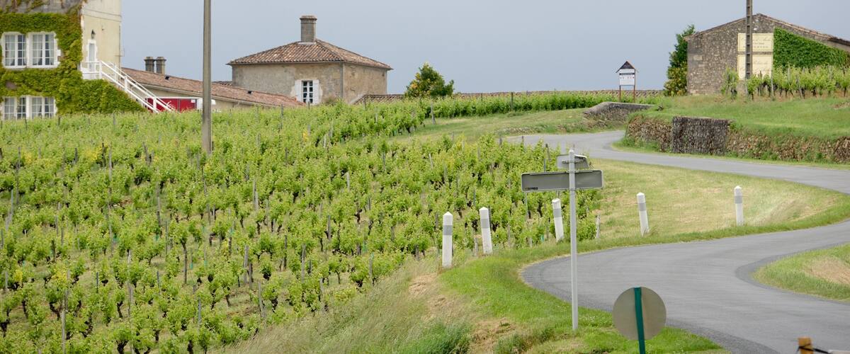 A vineyard with rows of grapevines, a winding road, and traditional stone buildings.