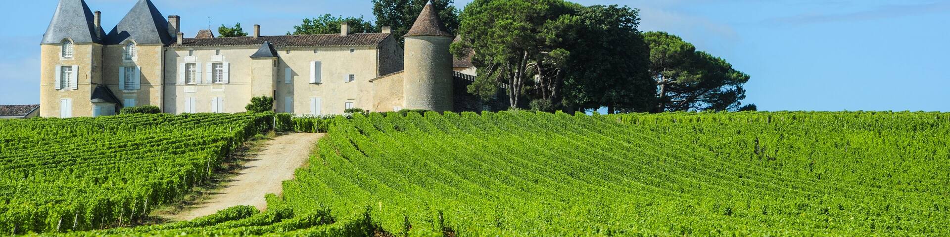 A castle with a vineyard in the foreground.