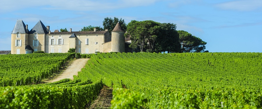A castle with a vineyard in the foreground.