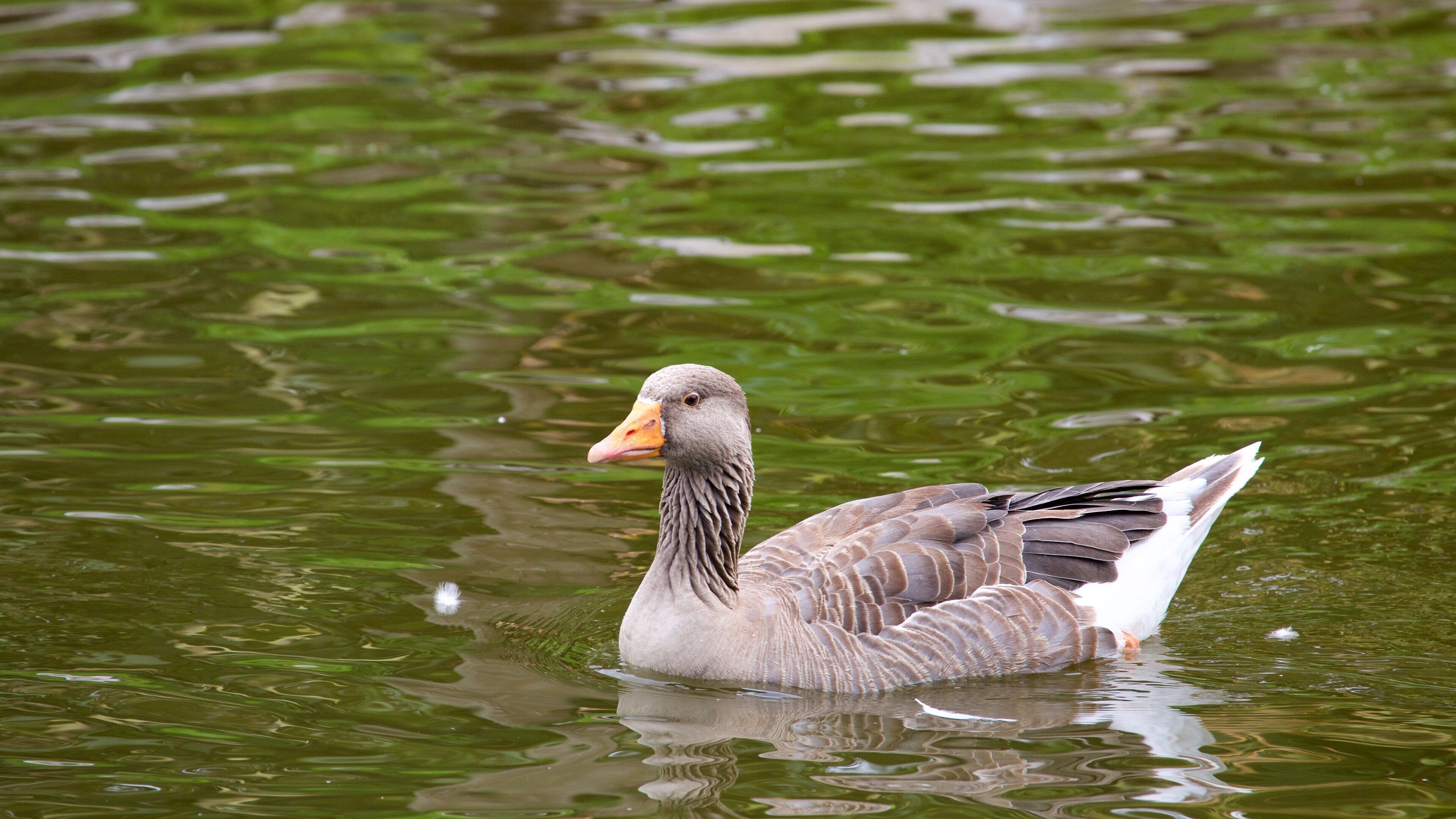 Fota Wildlife Park fasiliteter samt dyrehagedyr, dam og fugleliv