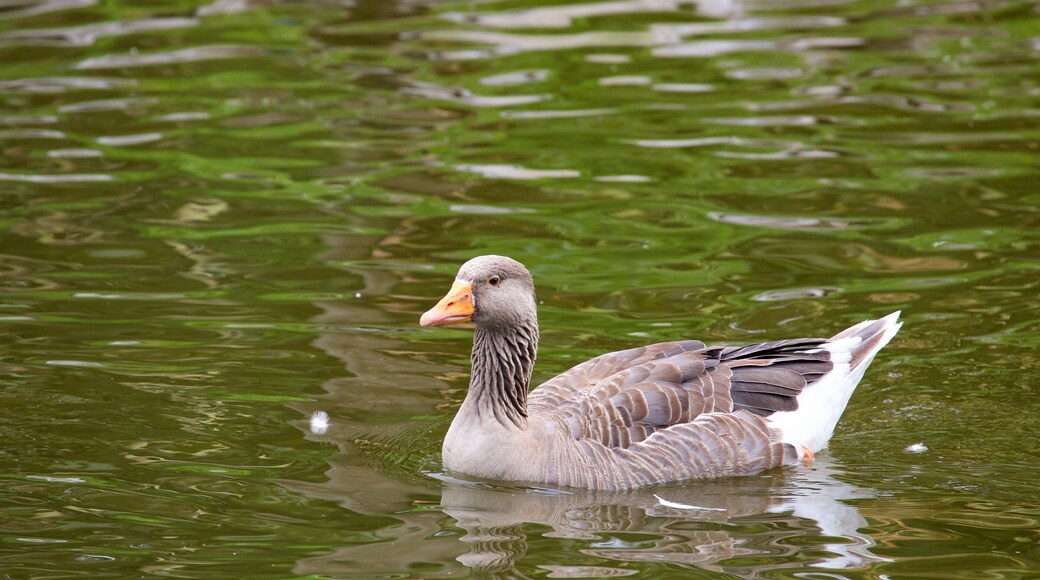 Fota Wildlife Park fasiliteter samt dyrehagedyr, dam og fugleliv