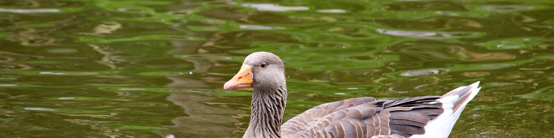 Fota Wildlife Park mostrando um lago, vida das aves e animais de zoológico