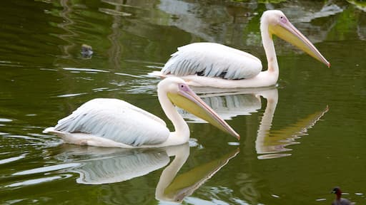 Fota Wildlife Park which includes zoo animals, bird life and a pond