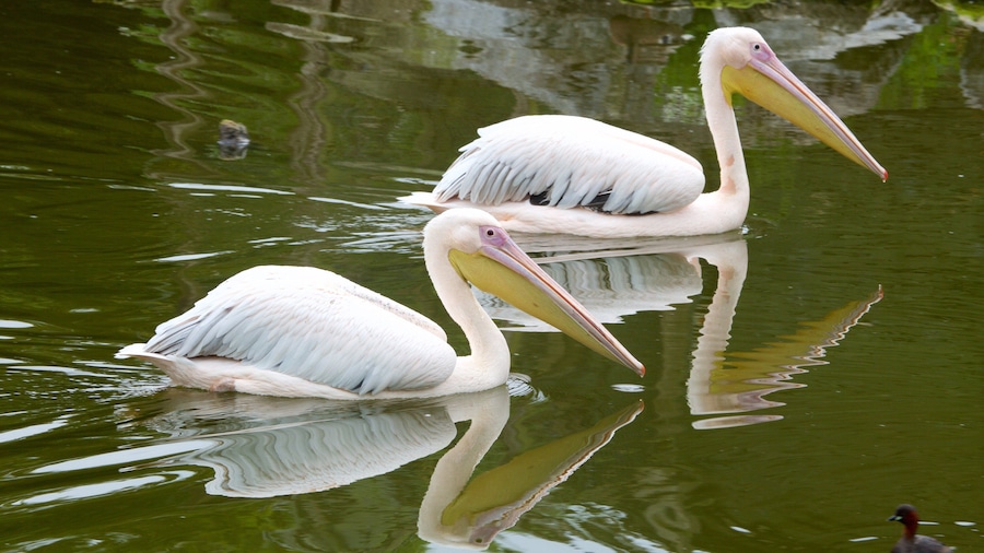 Fota Wildlife Park showing zoo animals, a pond and bird life