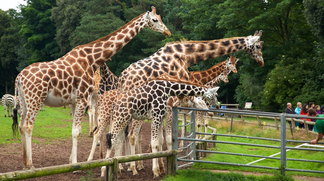 Fota Wildlife Park which includes land animals and zoo animals as well as a small group of people