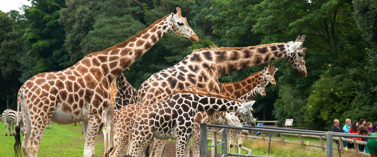 Parque natural de Fota ofreciendo animales del zoológico y animales terrestres y también un pequeño grupo de personas
