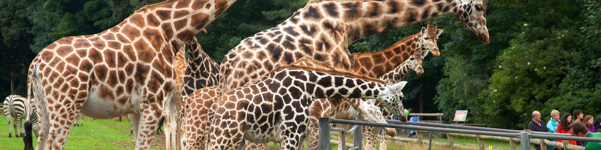 Fota Wildlife Park featuring zoo animals and land animals as well as a small group of people