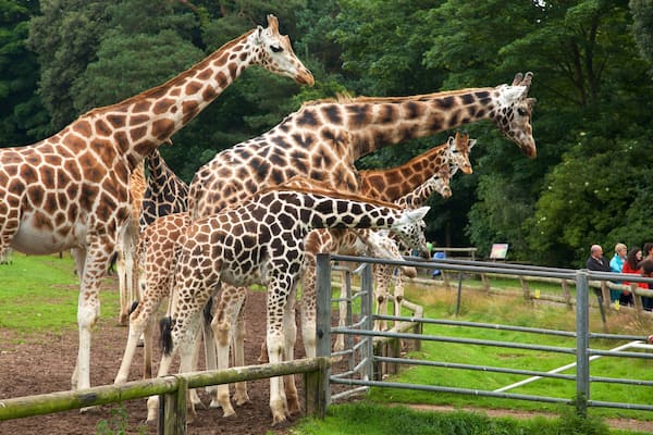 Fota Wildlife Park qui includes animaux de zoo et animaux terrestres aussi bien que petit groupe de personnes