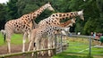 Fota Wildlife Park which includes land animals and zoo animals as well as a small group of people