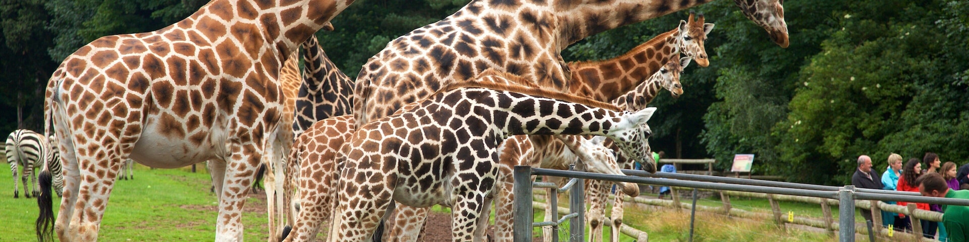 Fota Wildlife Park que inclui animais terrestres e animais de zoológico assim como um pequeno grupo de pessoas