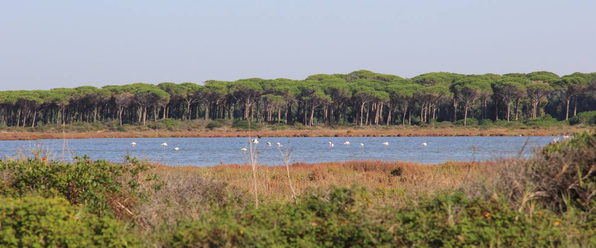 A coastal landscape with a dense forest in the background, a body of water with swans, and a foreground of shrubs and grasses.