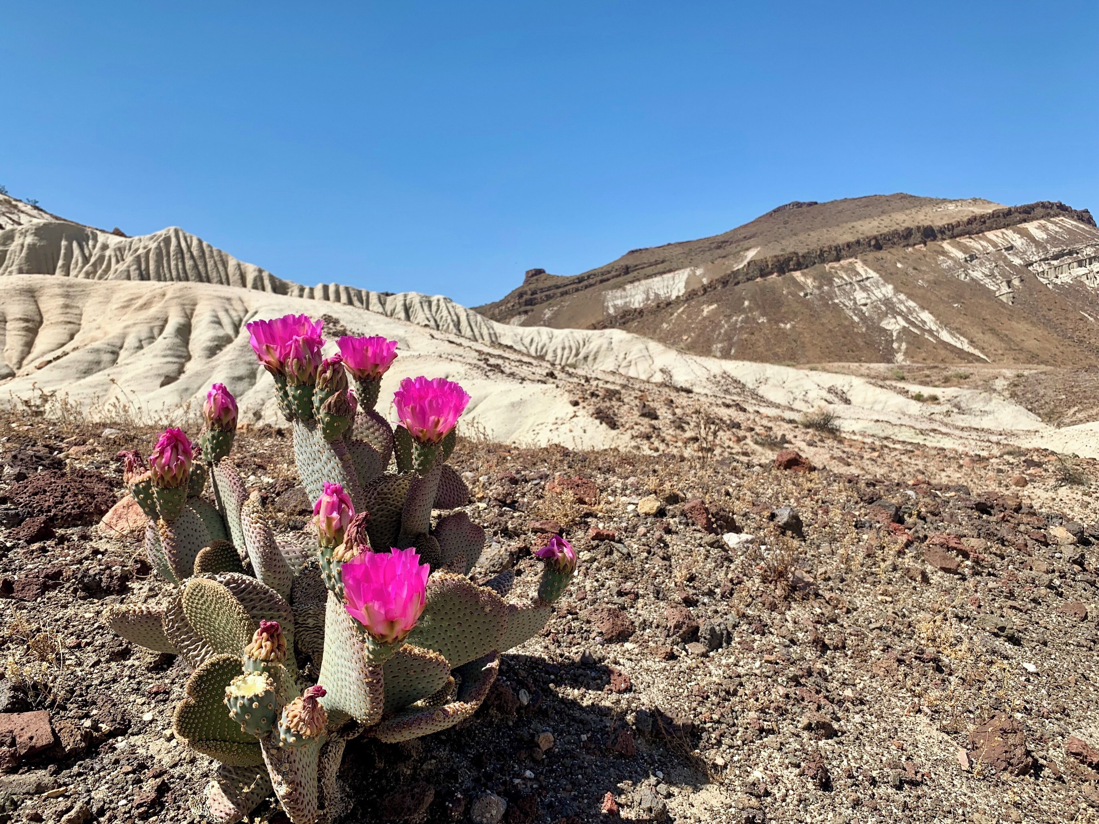 I took a wonderful backcountry hike at Red Rock Canyon State Park. The area has amazing geology and beautiful plant and wildlife. 7 miles of hiking through dry creek washes, trails and OHV track. The campground at this park is impeccably kept. 
#Hiking #CAStateParks #Camping #Desert #Redrock