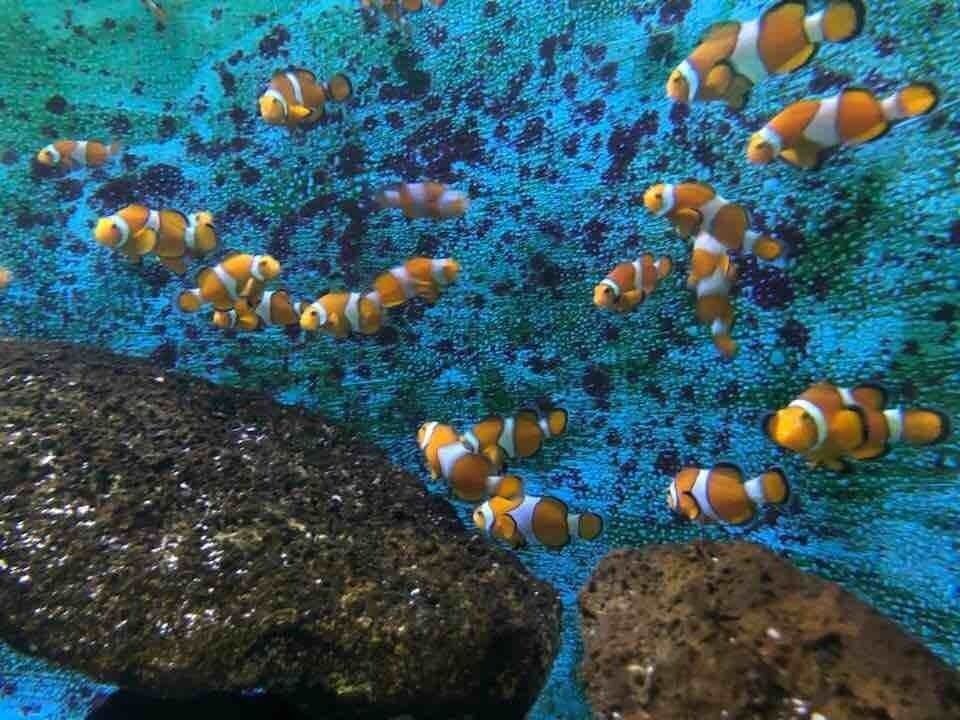 Finding Nemo at Sea Life Park Hawaii