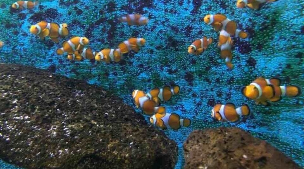 Finding Nemo at Sea Life Park Hawaii