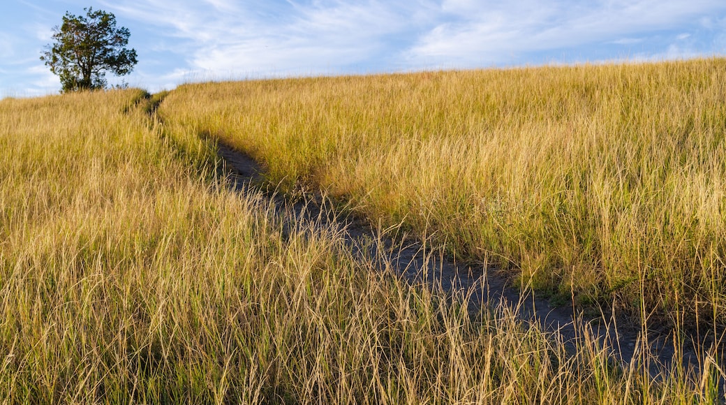 The Prairie Grasslands of Theodore Roosevelt National Park in North Dakota