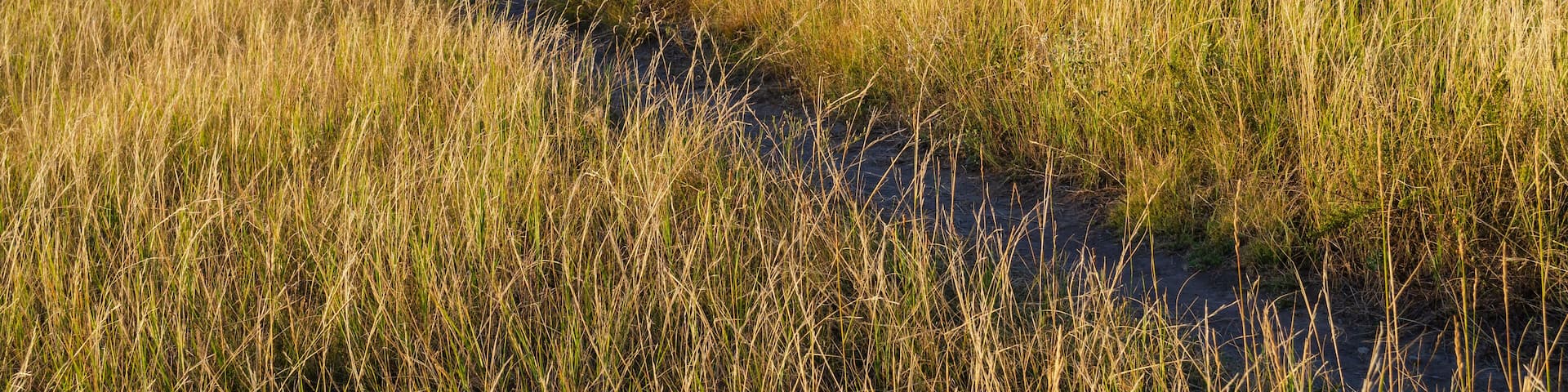 The Prairie Grasslands of Theodore Roosevelt National Park in North Dakota