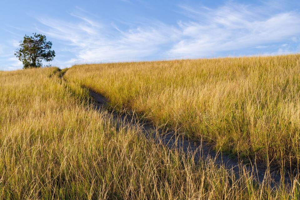 A grassy field with a tree and a narrow path.