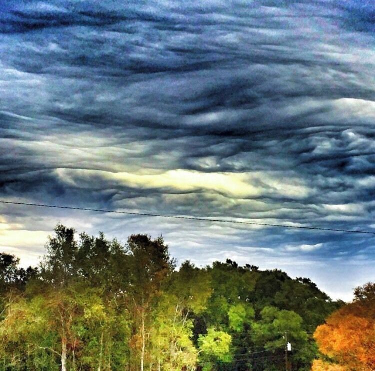 Like nothing we’ve ever seen 
Yes, they actually looked just like that. 
#UndulatusAsperatus #Culture