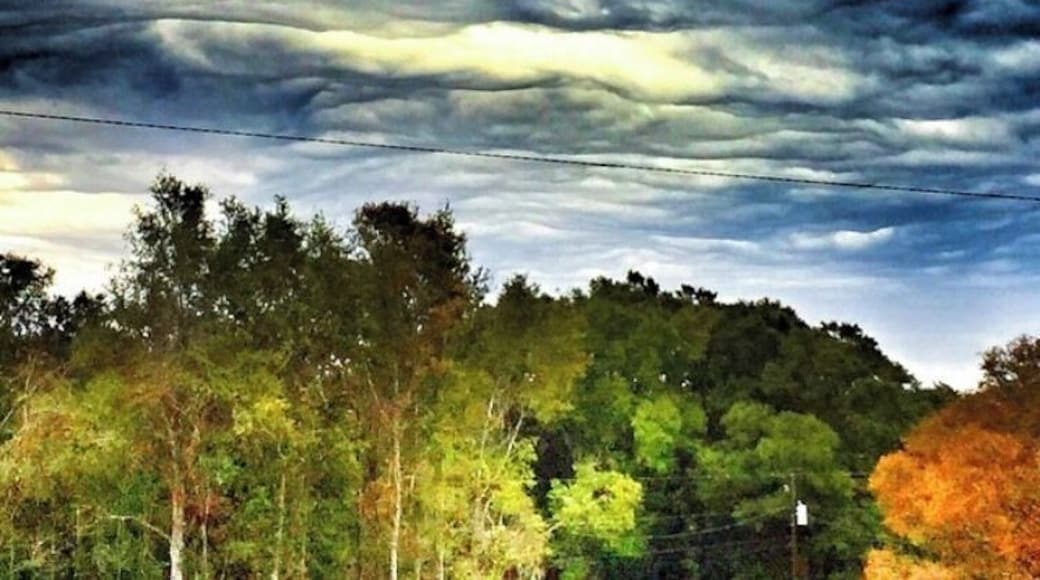 Like nothing weâve ever seen
Yes, they actually looked just like that.
#UndulatusAsperatus #Culture