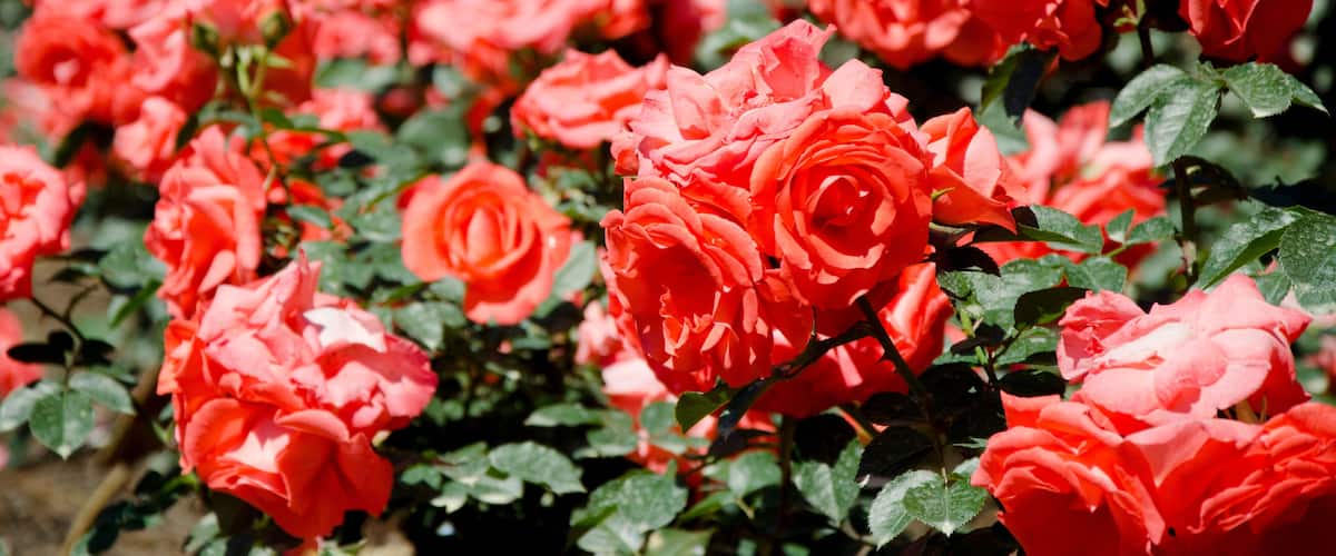 Alabama, Theodore near Mobile. Historic Bellingrath Gardens and Home, Rose Garden.